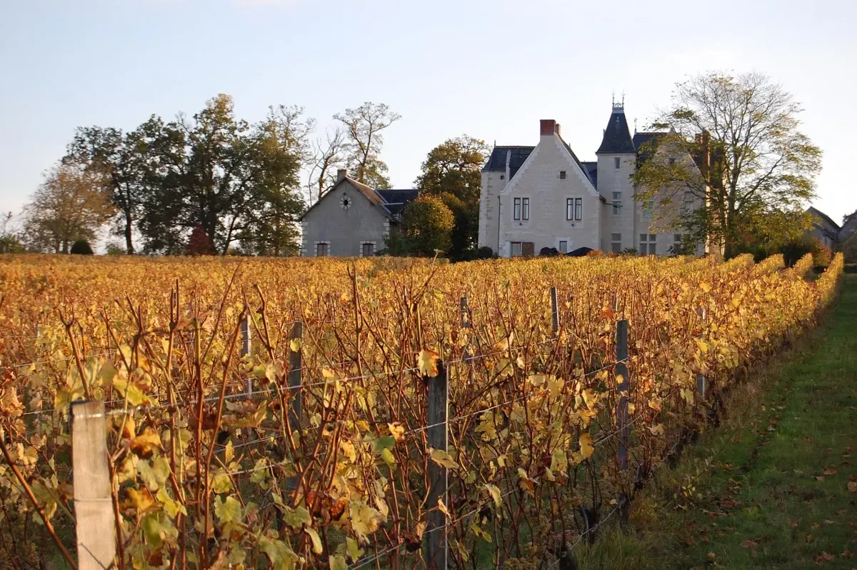 Touraine vineyards turning gold in mid-October, harvest season on Loire Valley wine and castle tours
