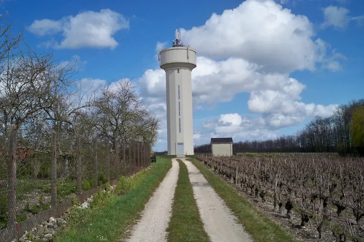 Vines at Chançay in the Vouvray appellation, home of the family winery on this Loire Valley wine tasting