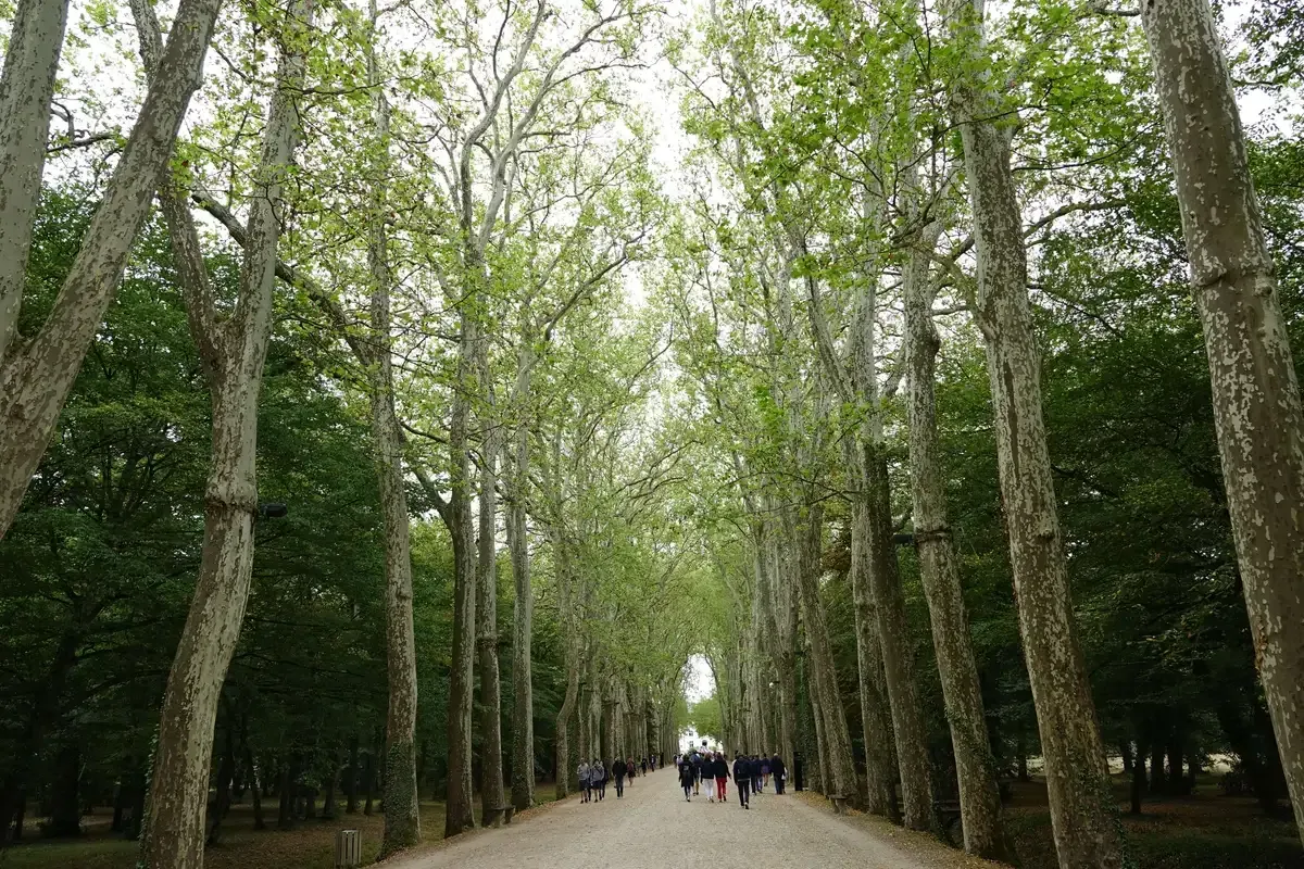 The plane-tree avenue leading to Château de Chenonceau, the first view on a Loire Valley wine and castle tour day trip from Paris