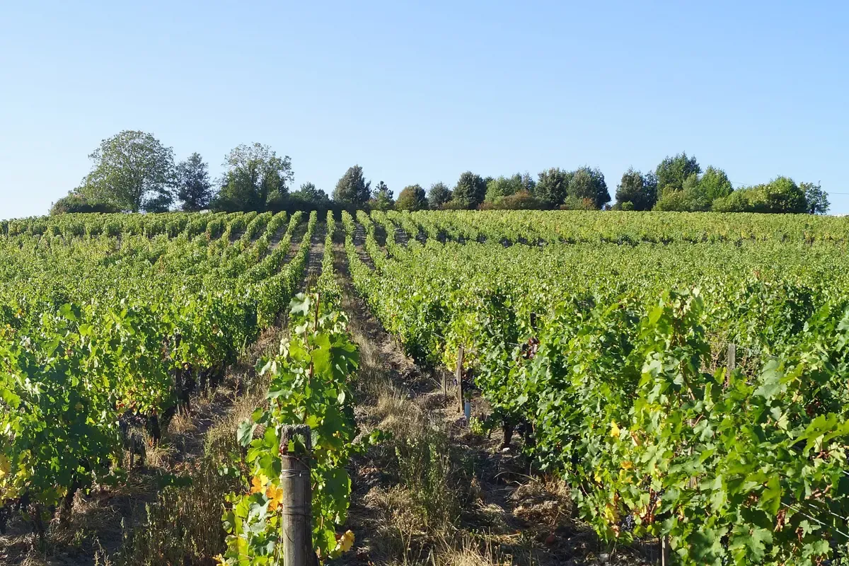 Cabernet Franc vines at a Chinon estate, the kind of vineyard on a Loire Valley wine and castle tour