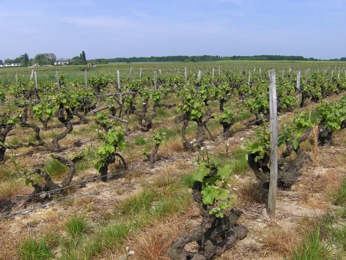 Old Chenin Blanc vines in a Vouvray vineyard in spring, the white grape of Loire Valley wine and castle tours